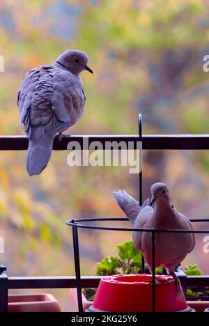 Couple de colombes ou pigeons perchés sur une balustrade de balcon Banque D'Images