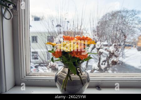 Fleurs Marigold (Calendula officinalis) photo: Bo Arrhed Banque D'Images