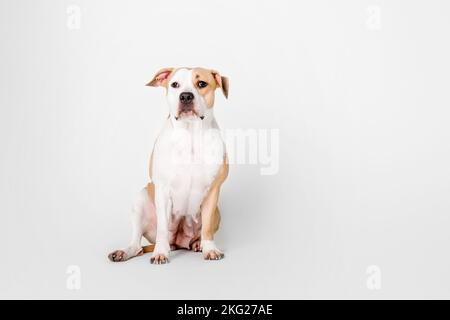 Chien américain Staffordshire Terrier isolé sur fond blanc Banque D'Images