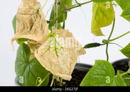 Feuilles séchées sur concombres. Mauvais soin des concombres d'intérieur lorsqu'ils sont cultivés à la maison dans des pots Banque D'Images