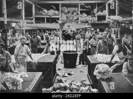 Photo vintage vers 1900 montrant des hommes dans un hangar de cisaillement triant et classifiant Riverina Peppin Merino brebis Fleeces en Nouvelle-Galles du Sud Australie Banque D'Images