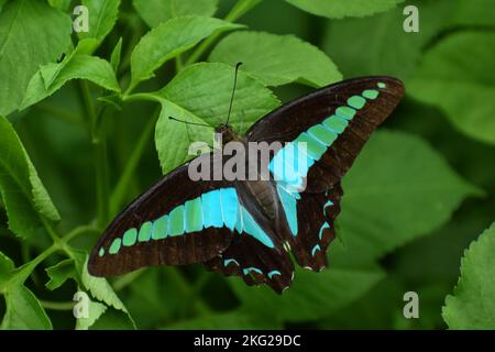 Papillon Bluebottle reposant sur le feuillage vert. Graphium sarpedon Banque D'Images