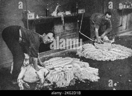 Photo d'époque vers 1900 montrant des hommes dans un hangar de cisaillement des vêtements de mouflon de Riverina Peppin Merino en Nouvelle-Galles du Sud en Australie Banque D'Images