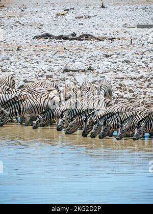 Troupeau de Zèbres au parc national d'Etosha en Namibie. Banque D'Images