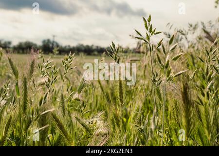 Gros plan sur le concept de cônes de blé Banque D'Images