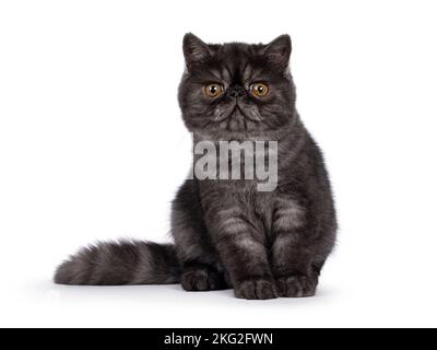 Excellent noir fumée exotique Shorthair chat kitten, assis face à l'avant. Regarder vers un appareil photo à tête ronde et yeux orange. Isolé sur un Banque D'Images