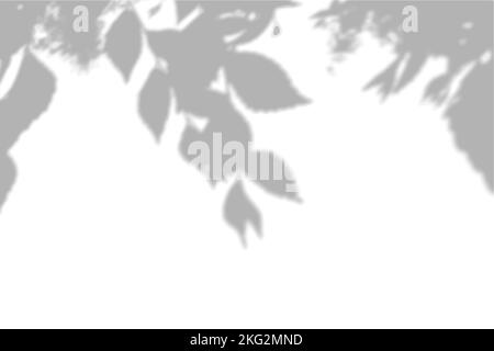 Ombres d'été provenant de feuilles d'orme sur un mur blanc.Arrière-plan blanc et noir pour la superposition sur la maquette Illustration de Vecteur