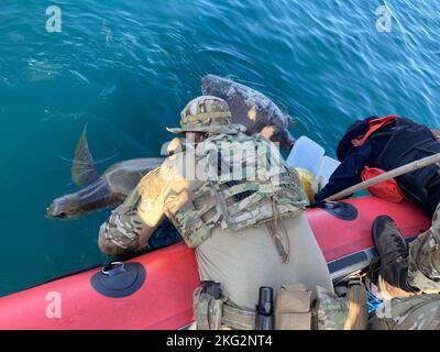 Des membres d'équipage du Coast Guard Cutter Active (WMEC 618) ont secouru des tortues de mer piégées dans des engins de pêche abandonnés alors que l'équipage patrouillaient dans l'océan Pacifique est, le 25 octobre 2022. L’équipage d’Active est revenu à homeport samedi après une patrouille de 65 jours dans les eaux internationales de l’océan Pacifique oriental, près de l’Amérique centrale et de l’Amérique du Sud. Photo de la Garde côtière des États-Unis par Shane Sexton, chef de la direction. Banque D'Images