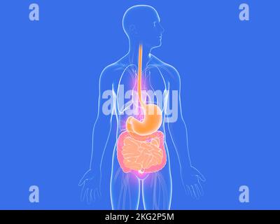 Anatomie humaine système digestif 3D illustration. Image transparente montrant les organes internes. Banque D'Images