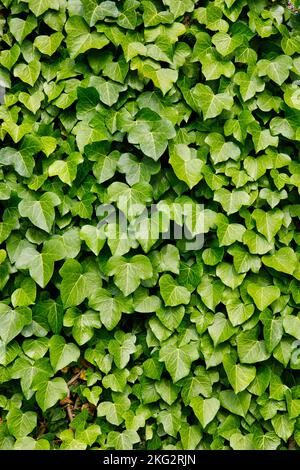 Feuilles d'Ivy couvrant un tronc d'arbre - Hedera Helix Banque D'Images