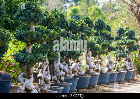 Gros plan d'une plante en pot banyan de forme étrange cultivée dans la plantation Banque D'Images