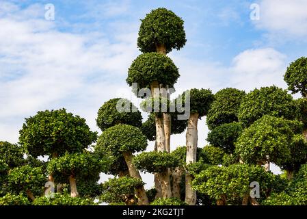 Gros plan d'une plante en pot banyan de forme étrange cultivée dans la plantation Banque D'Images