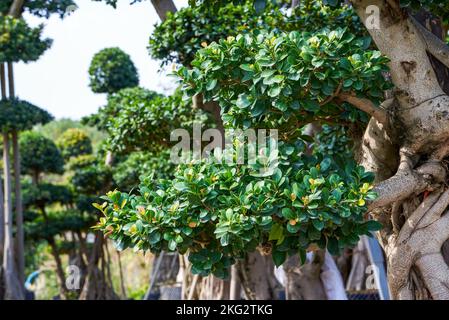 Gros plan d'une plante en pot banyan de forme étrange cultivée dans la plantation Banque D'Images