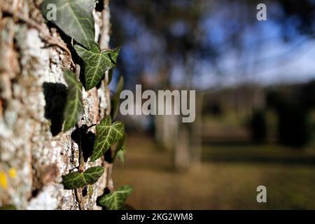 Gros plan du tronc de l'arbre couvert de feuilles de lierre. Lierre vert sur l'écorce. Banque D'Images