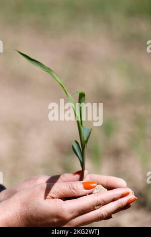 Femme tenant une jeune plante dans ses mains. Concept d'écologie. Banque D'Images