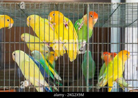 Petits perroquets colorés dans une cage de près Banque D'Images