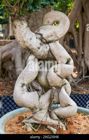 Gros plan d'une plante en pot banyan de forme étrange cultivée dans la plantation Banque D'Images