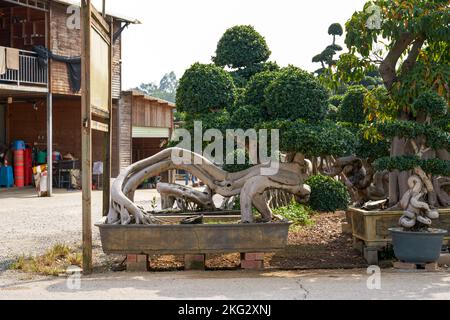 Gros plan d'une plante en pot banyan de forme étrange cultivée dans la plantation Banque D'Images