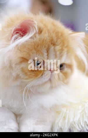 Jeune chat persan exotique, fourrure blanche et marron clair, gros plan Banque D'Images