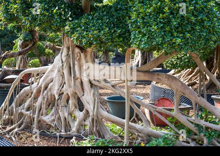 Gros plan d'une plante en pot banyan de forme étrange cultivée dans la plantation Banque D'Images