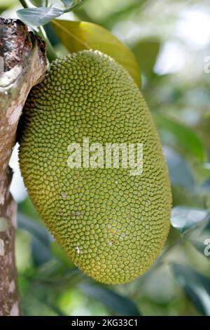 Jackfruits (Artocarpus heterophyllus) poussant sur un arbre de Jackfruit. Chau Havane. Vietnam. Banque D'Images