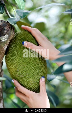 Jackfruits (Artocarpus heterophyllus) poussant sur un arbre de Jackfruit. Gros plan sur les mains. Chau Havane. Vietnam. Banque D'Images