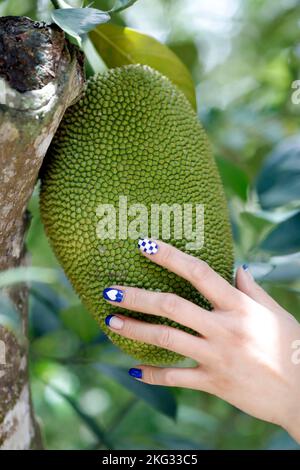 Jackfruits (Artocarpus heterophyllus) poussant sur un arbre de Jackfruit. Gros plan sur les mains. Chau Havane. Vietnam. Banque D'Images