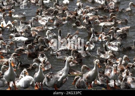 Beaucoup de canards au vietnam, concept de ferme d'industrie. Chau Havane. Vietnam. Banque D'Images