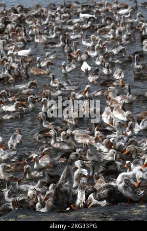 Beaucoup de canards au vietnam, concept de ferme d'industrie. Chau Havane. Vietnam. Banque D'Images