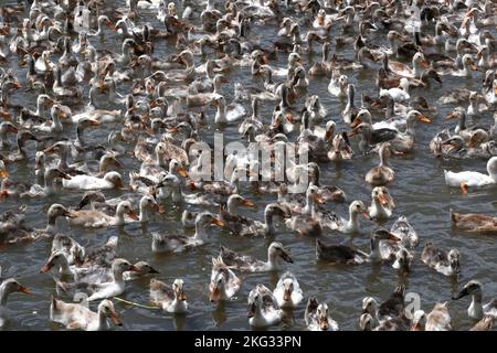 Beaucoup de canards au vietnam, concept de ferme d'industrie. Chau Havane. Vietnam. Banque D'Images