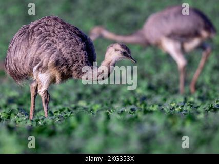 Schattin, Allemagne. 21st novembre 2022. Deux nandus sauvages marchent à travers un champ de colza tout en fourragent. Des milliers de kilomètres de leur habitat naturel, les pampas sud-américains, nandus (Rhea americana) ont trouvé une nouvelle maison dans le nord de l'Allemagne. La population du lac Ratzeburg, à la frontière de l'État de Mecklembourg-Poméranie occidentale et du Schleswig-Holstein, est considérée comme la seule population vivant dans la nature en Europe. Au cours du dernier dénombrement à la fin du mois d'octobre, 144 animaux ont été découverts dans les champs et les prés de la région. Credit: Jens Büttner/dpa/Alay Live News Banque D'Images