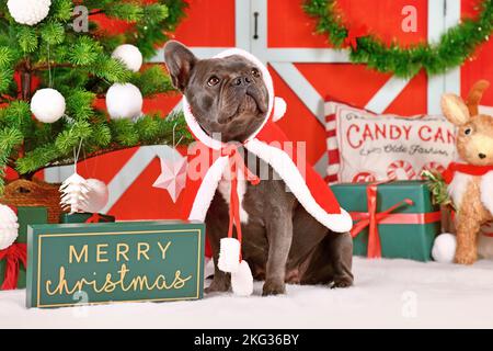 Adorable jeune Bulldog français portant le cape de Noël rouge devant la décoration de saison Banque D'Images