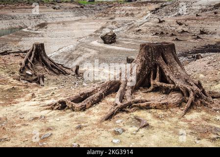 Souches d'arbres après la déforestation situées autour du lac de montagne Banque D'Images