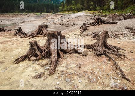 Souches d'arbres après la déforestation situées autour du lac de montagne Banque D'Images