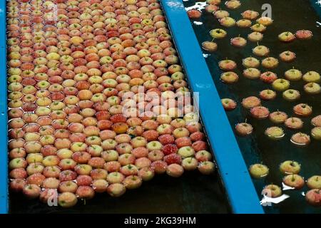 Réception et traitement Apple avant la distribution sur le marché. Pommes flottantes, lavées, triées et transportées dans le convoyeur de réservoir d'eau. Banque D'Images