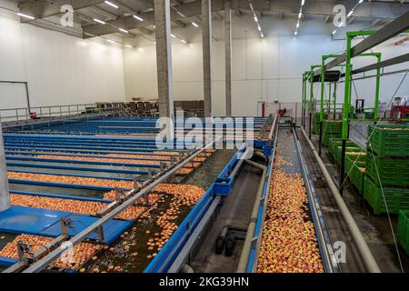 Lignes de pré-tri Apple avec flux d'pommes à travers les buses Apple. Apple réception et transformation dans une grande maison d'emballage de fruits avant distributeur Banque D'Images