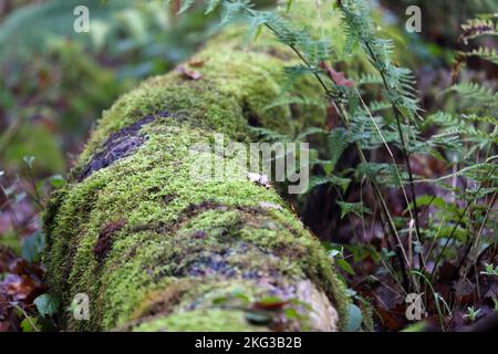 Habitat boisé semi-naturel ancien avec tronc d'arbre déchu recouvert de mousse entouré de Ferns en automne, Teesdale, comté de Durham, Royaume-Uni Banque D'Images