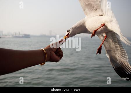 Nourriture pour mouettes au-dessus de la mer Banque D'Images