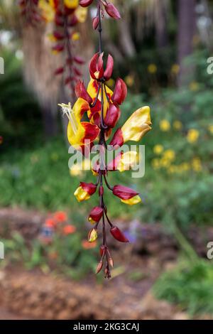 C'est une espèce rare de vigne de l'horloge indienne qui produit des fleurs à l'embouchure large dans des couleurs jaune et rouge acidulé, rappelant les épices salées de sa patrie. Banque D'Images