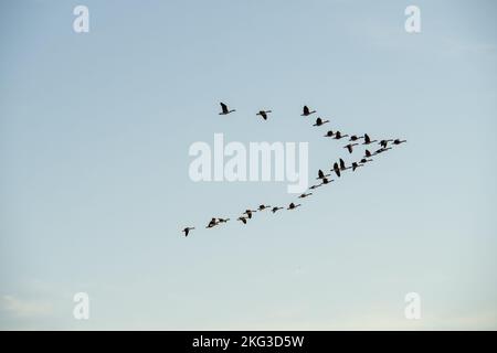 Bernaches du Canada volant dans un ciel bleu. Banque D'Images