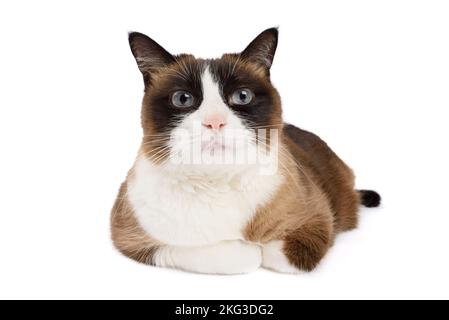 Portrait de chat en raquettes couché regardant dans l'appareil photo isolé sur fond blanc Banque D'Images