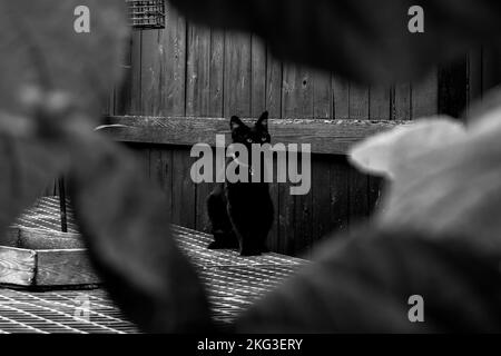 Photo à mise au point sélective en niveaux de gris d'un chat noir assis contre un mur en bois Banque D'Images
