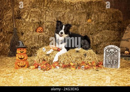 Border Collie pour adultes Banque D'Images