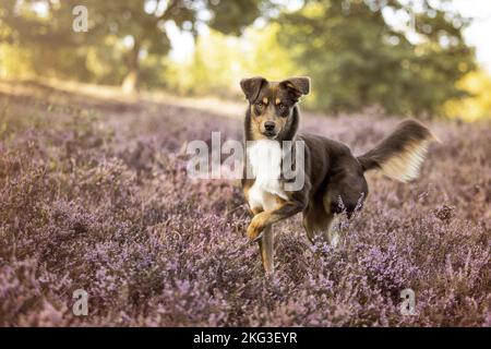 Australian-Shepherd-Mongrel en mémoire Banque D'Images