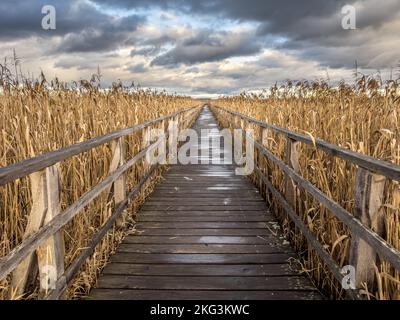 Promenade autour du Federsee, Bad Buchau Banque D'Images