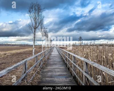 Promenade autour du Federsee, Bad Buchau Banque D'Images