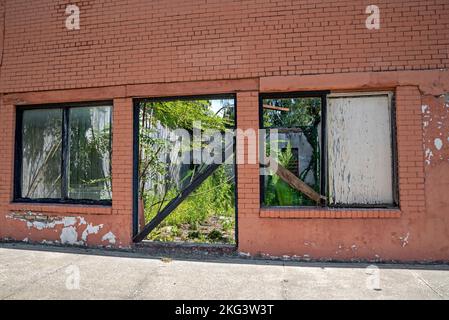 Bâtiment abandonné dans le centre-nord de la Floride, avec l'intérieur surcultivé avec des mauvaises herbes et des arbres. Banque D'Images