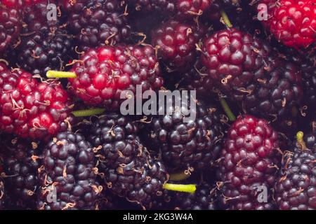 Goias, Brésil – 21 novembre 2022 : fruits sauvages fraîchement cueillis et prêts à manger. Mûrier - fruit du mûrier. Banque D'Images