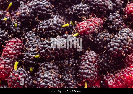 Goias, Brésil – 21 novembre 2022 : fruits sauvages fraîchement cueillis et prêts à manger. Mûrier - fruit du mûrier. Banque D'Images