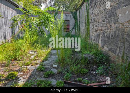 Bâtiment abandonné dans le centre-nord de la Floride, avec l'intérieur surcultivé avec des mauvaises herbes et des arbres. Banque D'Images